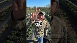 5 Strawberry Facts 