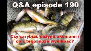 Q&A odcinek 190 - Czy zarybiać dużymi okoniami i co z tego może wyniknąć?