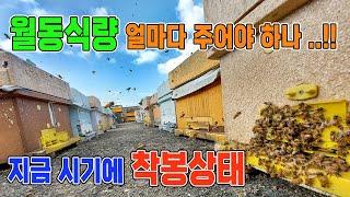 10월 양봉관리/ 월동사양시기/ 월동사양방법/ 도봉방지하는방법/ 요즘 시기에 월동사양하는 방법