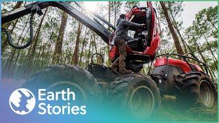 Killing Trees For Profit: Inside The Logging Industry | Lumberjack Lives