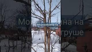 Морозобоина на груше.