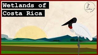 Birding Costa Rica's Wetlands: Caño Negro & Medio Queso