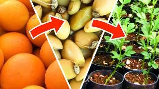 Growing Citrus Trees from Seed – Fruit to Seedling