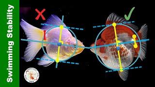 Why Goldfish Swim Head-Down? Body Shape Stability Analysis | 金鱼载头