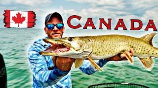 EPIC Mid Summer Canadian Musky Fishing on Lake St. Clair