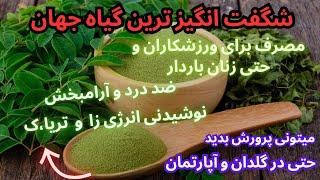 این دمنوش زندگی شما رو تغییر میده جایگزین مفید چایی و قهوه و نوشیدنی های انرژی زا