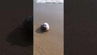  Scary Fish in Jomtien Beach #shorts #thailand #pattaya #travel #travelvlog #shortvideo #asia