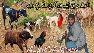 Alhumdulilla New Entry Ek Or Bakri Ne Bachy De Diye Village Life Daily Routine MB Vlogs