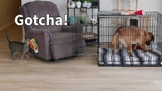 Cat Locks the Dog in Her Crate