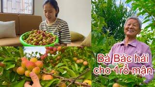 [917]Qua Nhà Bà Bác Hái Mận_Trái Quằn Cây Thấy Ham.