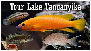 Lake Tanganyika Cichlids: Eccentric Fish for Your Aquarium