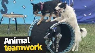 Animal Teamwork Compilation 2019 - Animals Working Together