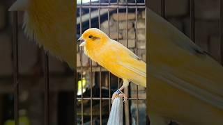 cute canary bird | bird sound #birds #animals #canary #funnyanimals