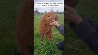 This man rescued a sick baby cow, and then this happened #animalshorts #shortvideo