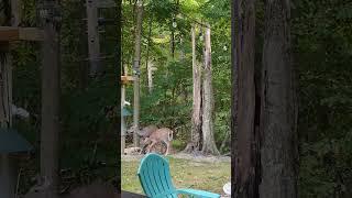 The Heartwarming Bond of a Mother Deer and Her Twin Fawns