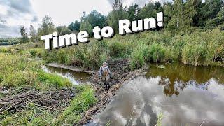 Huge Beaver Dam! Flood Around! Collapse!