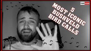 MY 5 MOST ICONIC BUSHVELD BIRD CALLS