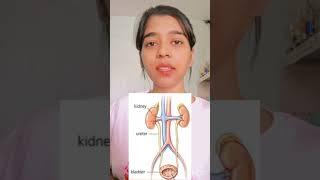 work of kidneys #youtubeshorts #viralvideo #medicalstudent #biology #nursingstudent #neet2023 #2023