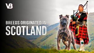 THE 10 SCOTTISH DOG BREEDS