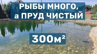 Много рыбы, но Прозрачная вода. Грамотная переделка пруда и системы фильтрации