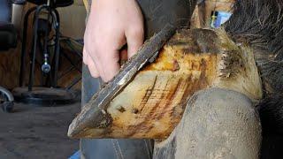 Update On Deep Abcess!! Poor Horse Was In Pain - Anserwing Questions - What Farriers See #satisfying