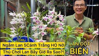 5CT HO Nở Hoa | Lan Đột Biến Bây Giờ Ra Sao?!