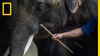 Inside the Dark World of Captive Wildlife Tourism | National Geographic