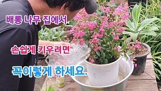 누구나 집에서 배롱나무(목백일홍) 손쉽게 키우려면 꼭!! 이렇게 하세요!!