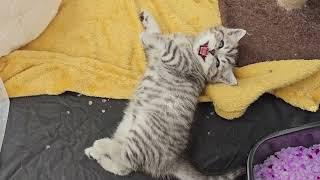 Mom cat wants to wake up sweet kittens