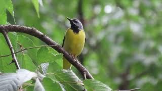 Grey Wagtail Call