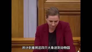 2019年丹麦首相因为一头大象笑场，严肃的会议成为欢乐的海洋 #历史影像 #搞笑一幕