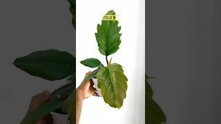 Indoor plants shop#New plant shop#marthandam plant shop#tamilnadu plant shop
