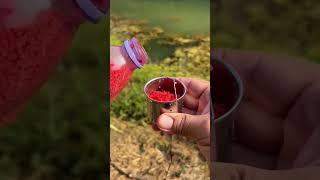 Bí kíp xả mồi cuốn ổ mồi câu cá diếc, chép siêu dính cá carp fishing#4 #fishingcarp  #shorts