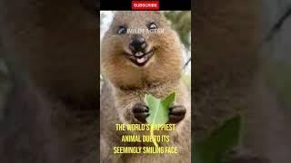 World's Happiest animal   #shorts #wildfacts