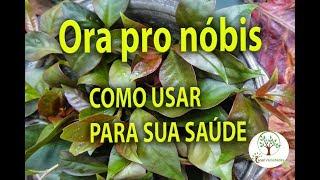 ORA PRO NÓBIS AT HOME, HOW TO USE FOR YOUR HEALTH, Plant at Home