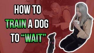 HOW TO TRAIN A DOG TO "WAIT" FOR FOOD