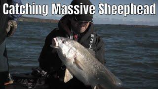 Catching Massive Sheephead in Eastern Ontario | Fish'n Canada