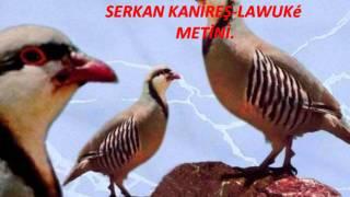 SERKAN KANİREŞ  HEYLé DAYİKé LAWUKé METİNİ...