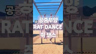 땅에서 많이들 해라 난 공중전 ㅋㅋ#춤못#쥐댄스#ratdance