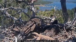 Big Bear Bald Eagle  30.05.2025 13:14