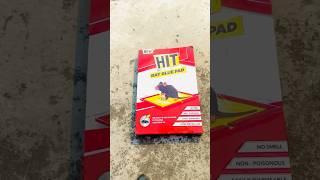how to cacth ️️️pigeon #pigeon #bird #kabootar #pigeonwings #birdspecies #whitepigeopigeonbird