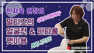 민자욱 심사위원의 말티즈의 얼굴컷 & 판타롱컷 세미나 / Judge Min Ja-wook - Maltese's Face Cut & Fantalong Cut Grooming