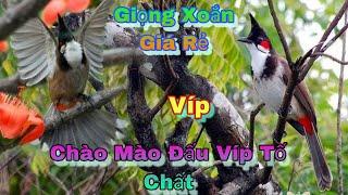 0931988023 Chào Mào Bẫy Đấu Huế Hàng Vip Cho Anh Em Gọt Thi Thố 11/6/2024