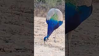 Peacock Sound/Call - Peafowl Bird - Mor Peacock Dance #shorts #peacock