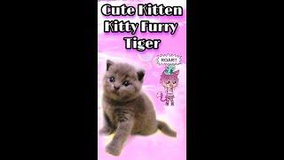 Cute Kitten - Kitty Furry Vlog 2. Kitty Tiger