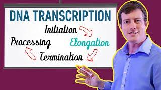 DNA Transcription Made EASY | Part 2: Elongation
