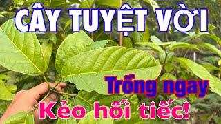 Cây Rất Dễ Trồng, Trị Nhiều Bệnh Mà Tốt Cho Gia Chủ | CTVC