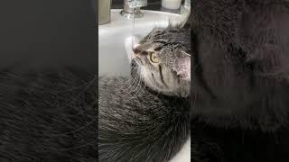 Kitty wants a drink, gets a bath.