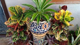How to propagate Garden Crotons || Crotons as Houseplants
