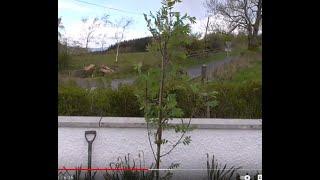 Planting a Rowan ( Sorbus ) or Mountain Ash